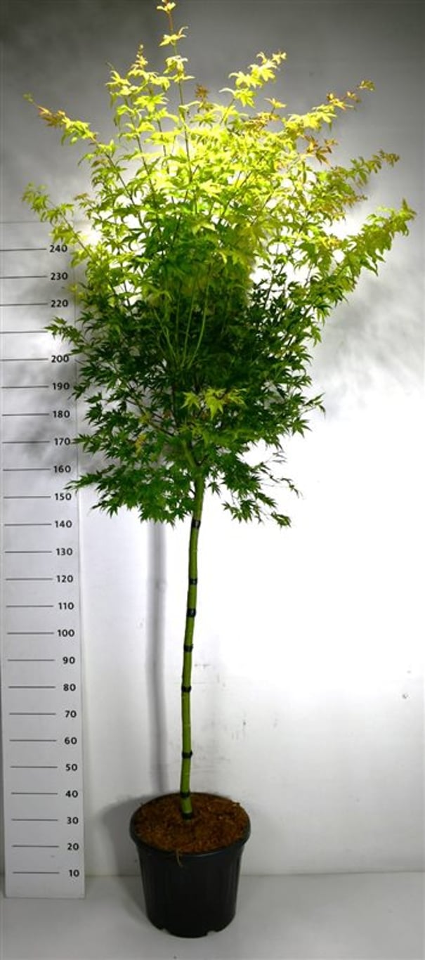 Japansk lönn – Acer palmatum &