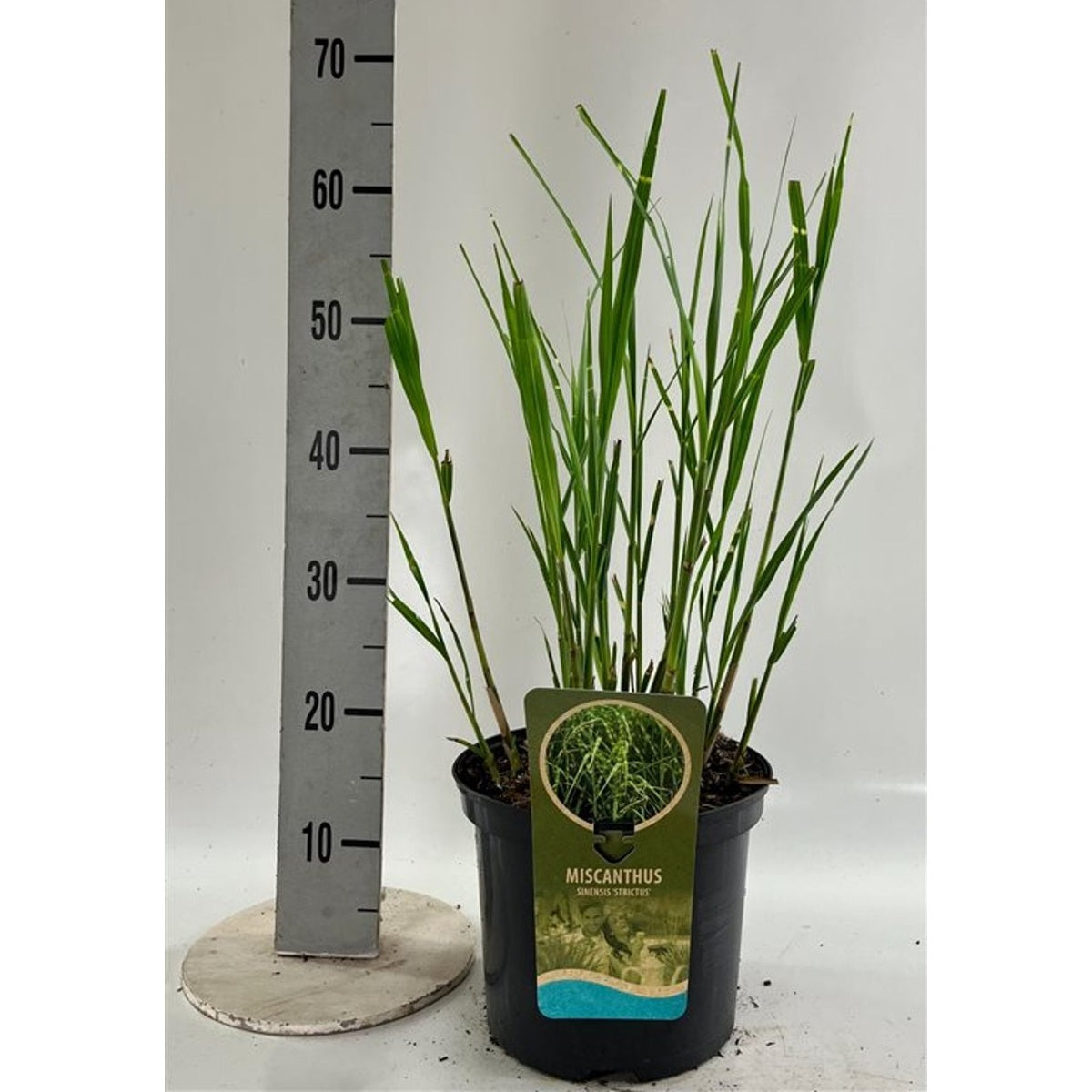 Glansmiskantus – Miscanthus sinensis 'Strictus' - C4