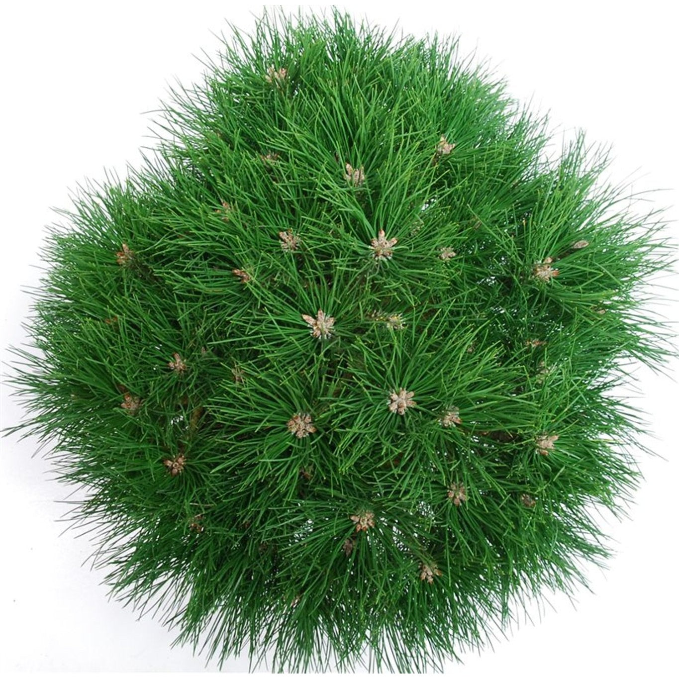 Svarttall – Pinus nigra 'Marie Bregeon' - C13 40-50 cm.