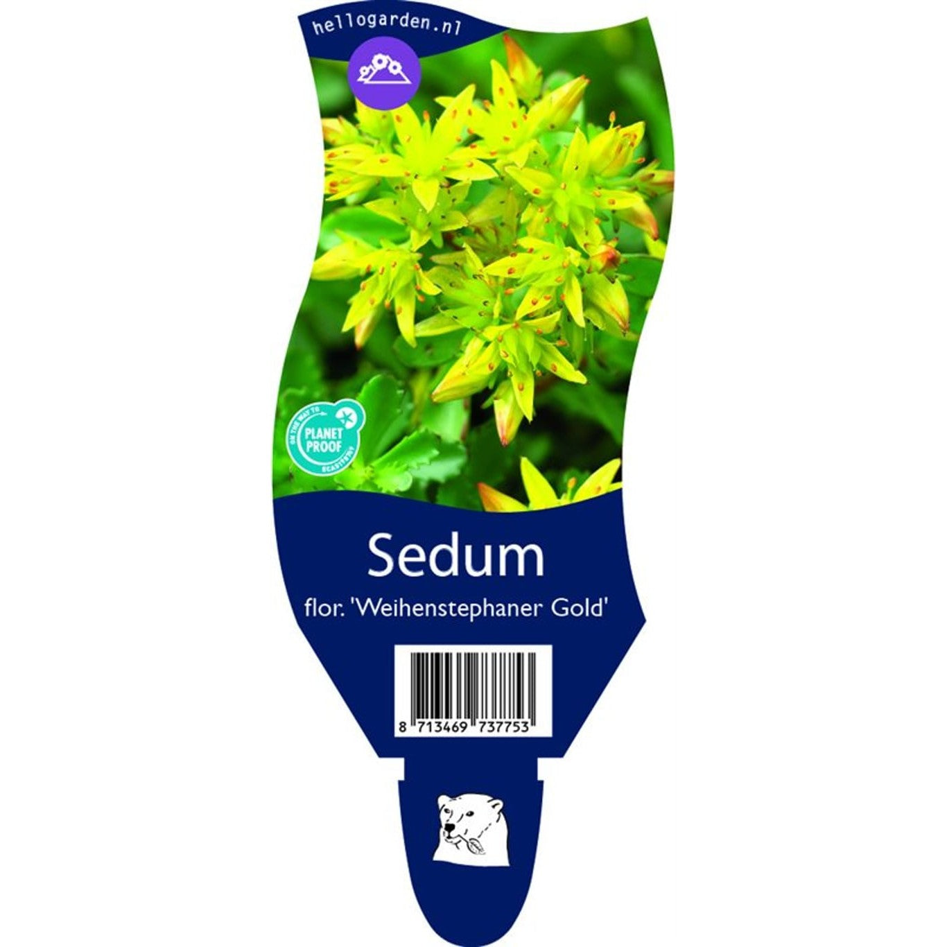 Fetknopp – Sedum floriferum 'Weihenstephaner Gold' - P11