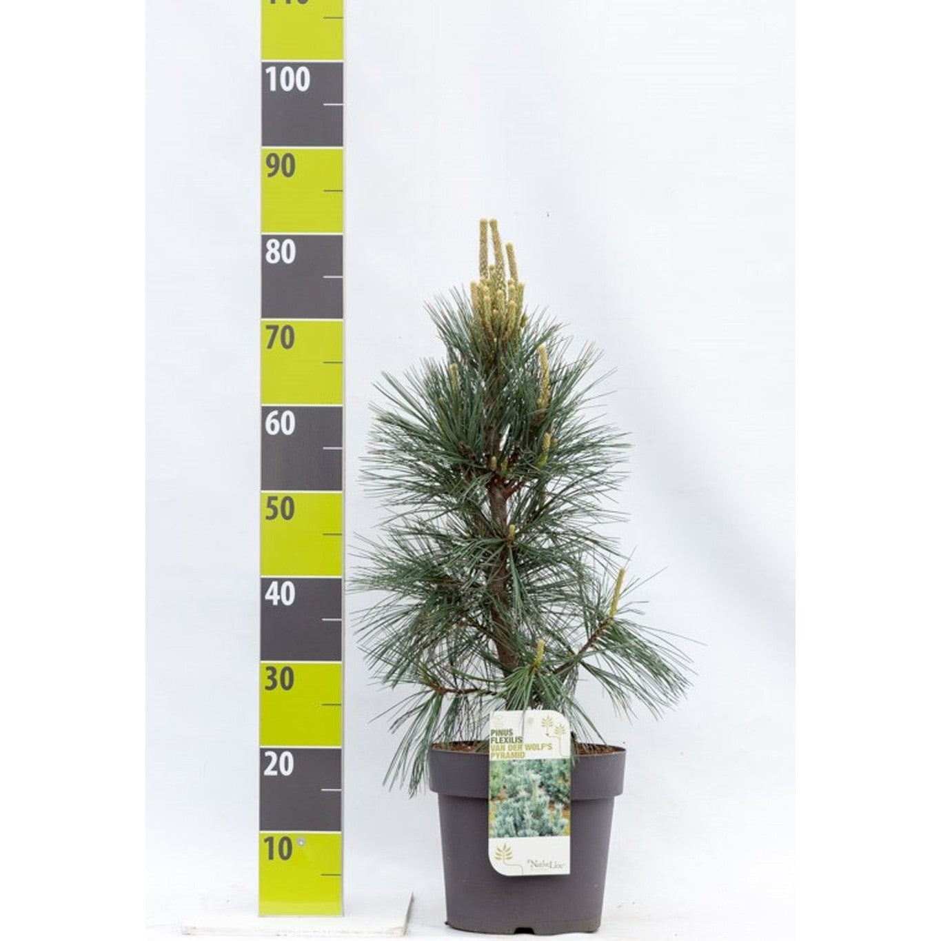 Flexibarrtall – Pinus flexilis 'Vanderwolf's Pyramid' - C7 40-50 CM