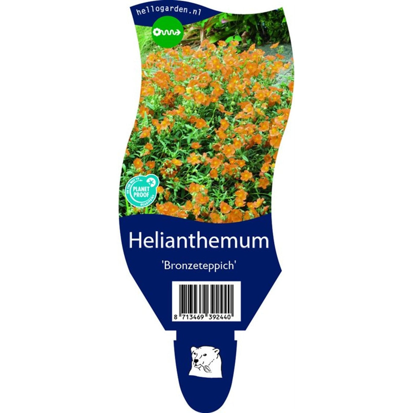 Solvända – Helianthemum 'Bronzeteppich' - P11