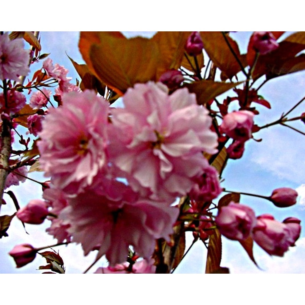 Japanskt körsbär – Prunus serrulata 'Pink Perfection' - C20 6/8 150 CM Stem