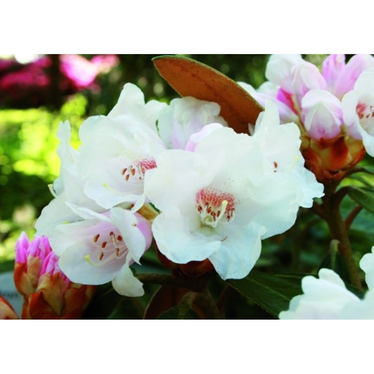 Rhododendron – Rhododendron 'Hydon Velvet' - C12 50-60 CM