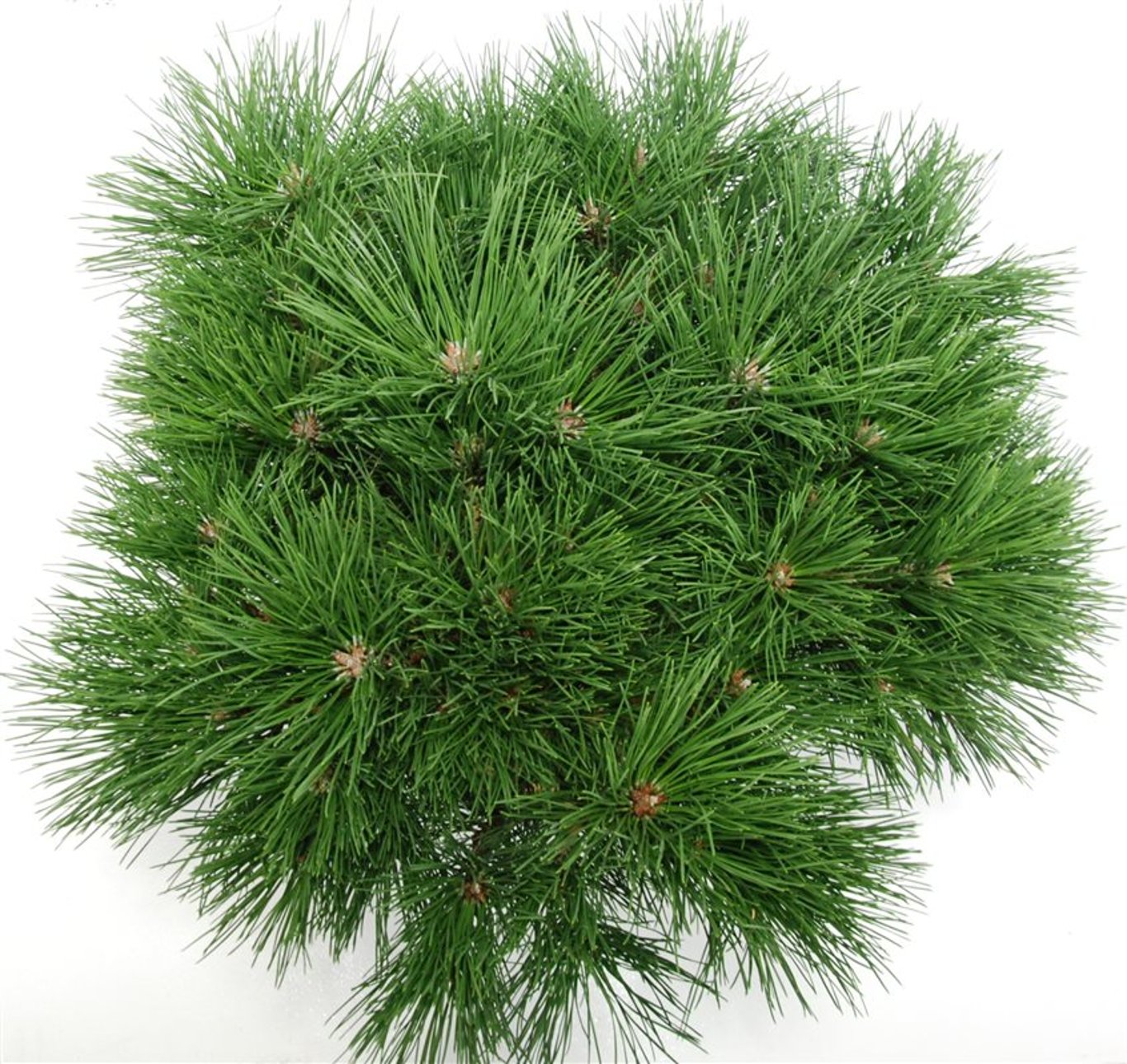 Svarttall – Pinus nigra &
