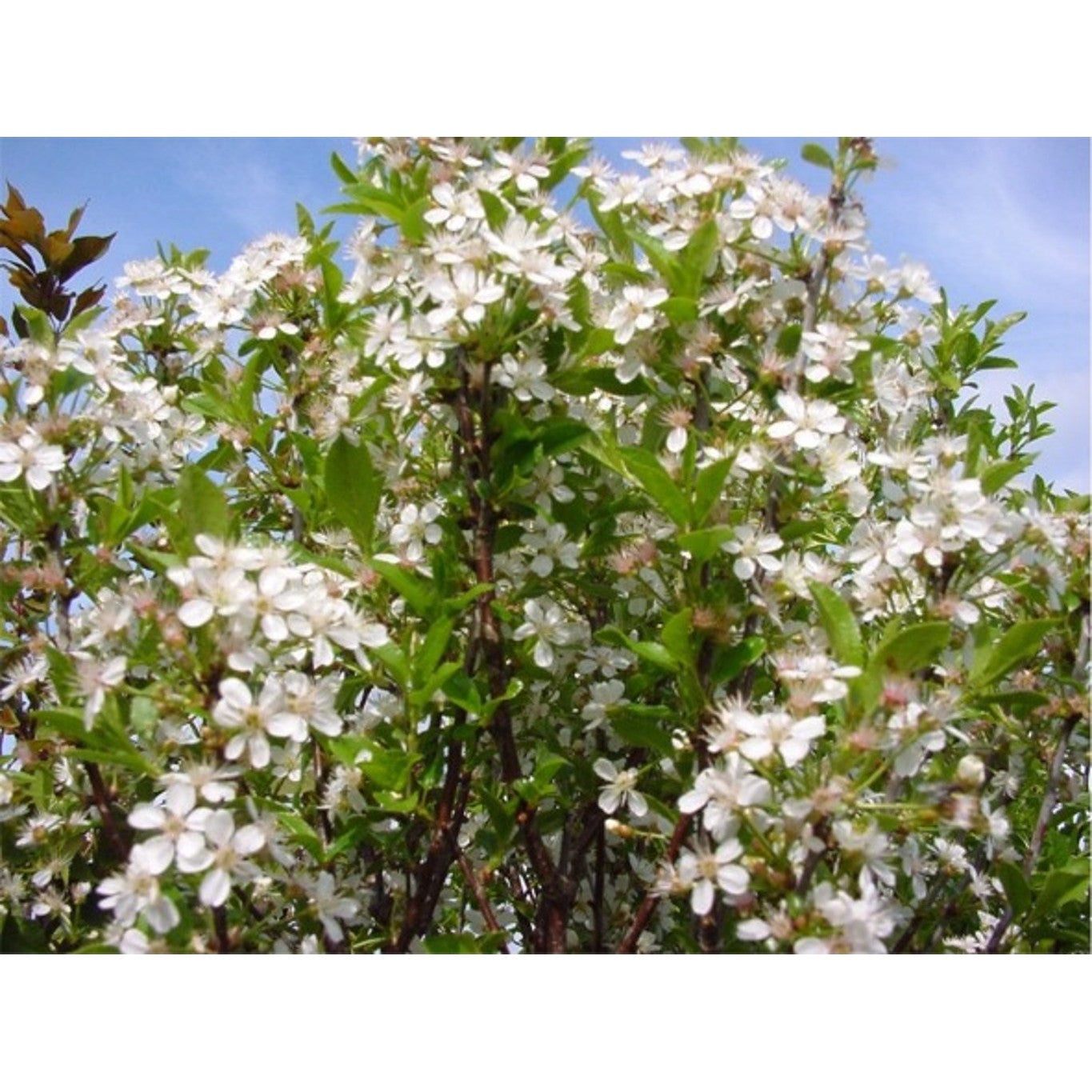 Japanskt körsbär – Prunus 'Umineko' - 20/25 in Cont HO/ST