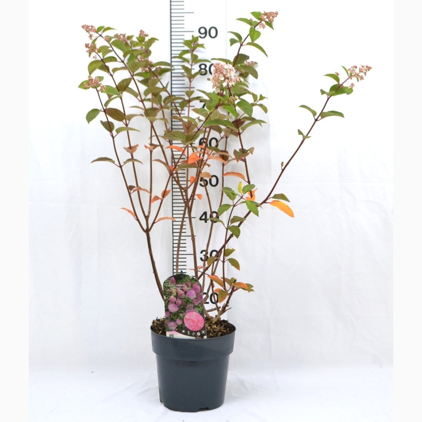 Syrenhortensia – Hydrangea paniculata 'Sundai Fraise' - C5 40-50 CM