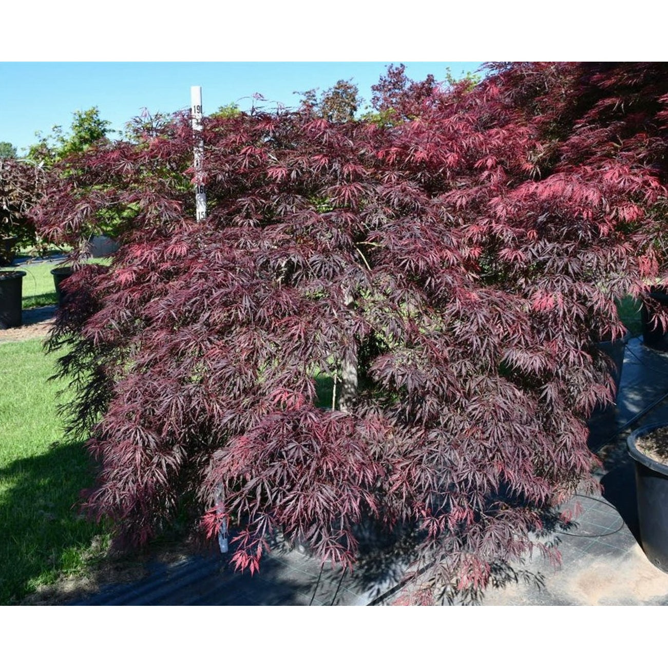 Japansk lönn – Acer palmatum 'Inaba-shidare' - C160 90-100 cm. Stam