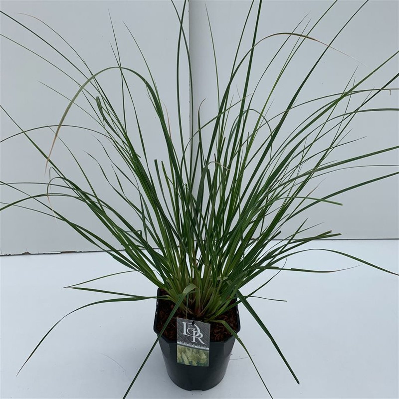 Pampasgräs – Cortaderia selloana 'Pumila' - C5