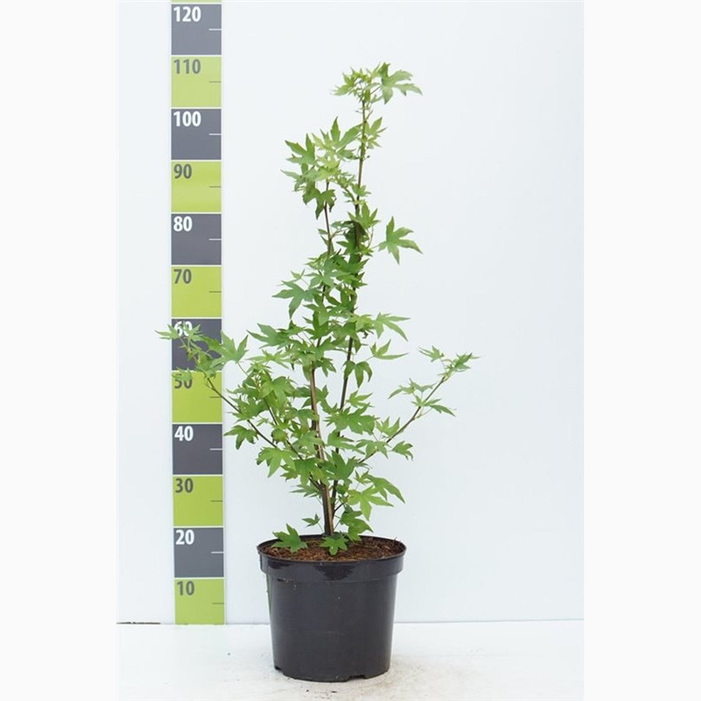 Amerikanskt ambra – Liquidambar styraciflua &