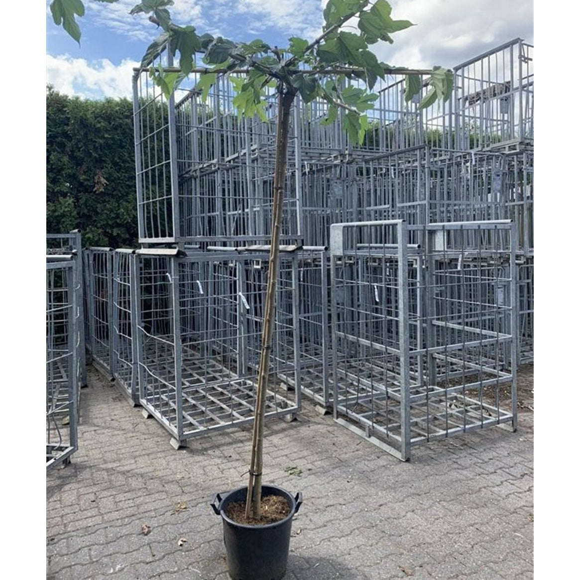 Platanmullbär – Morus platanifolia 'Fruitless' - C100 16/18 220 CM Stem