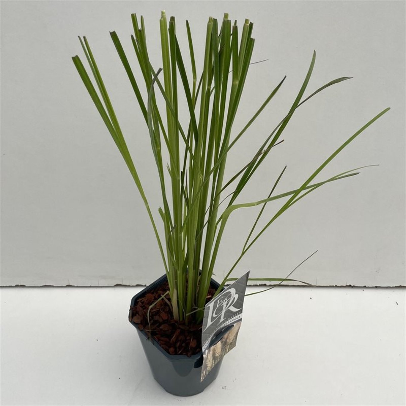 Pampasgräs – Cortaderia selloana - C2