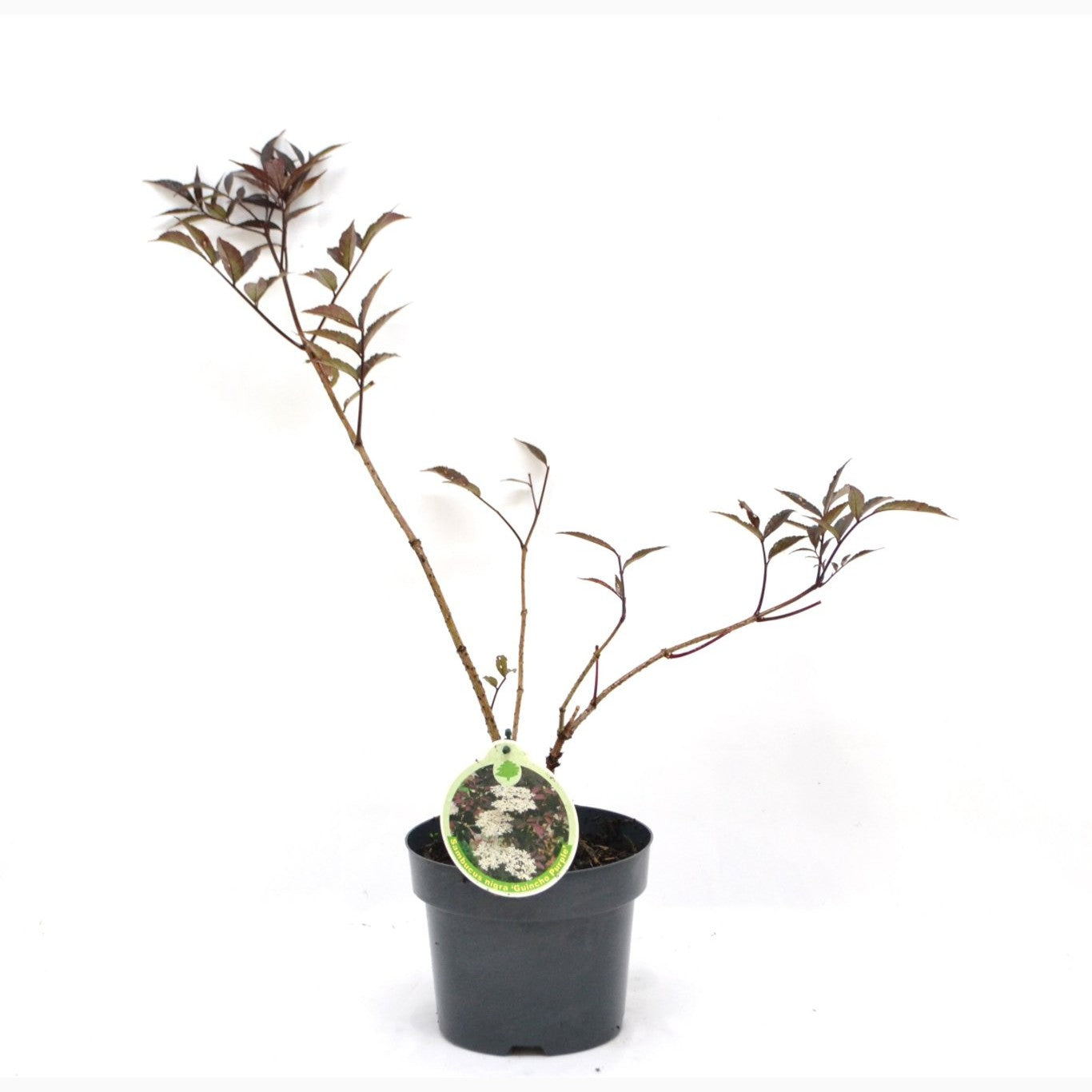 Fläder – Sambucus nigra 'Guincho Purple' - C3 20-40 CM