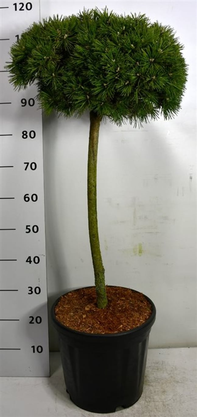 Bergtall – Pinus mugo &