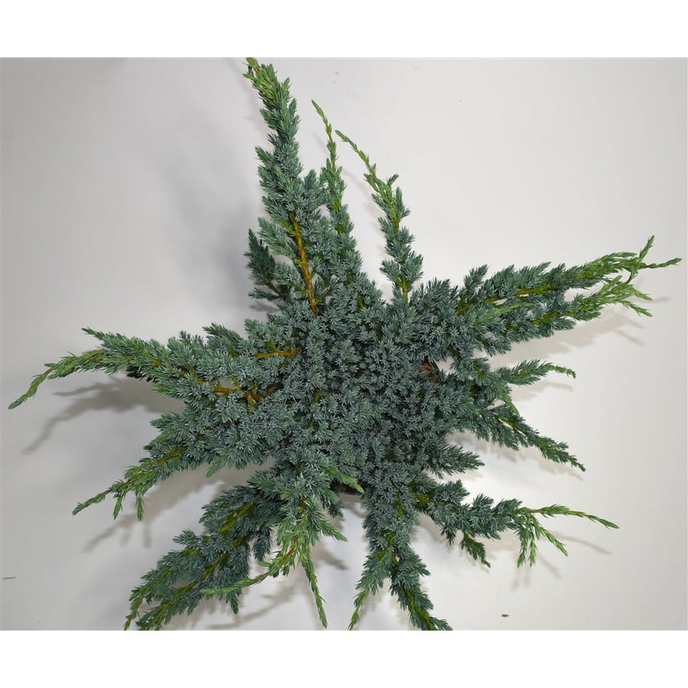 Himalaya-en – Juniperus squamata 'Meyeri' - C7.5 40-50 cm.