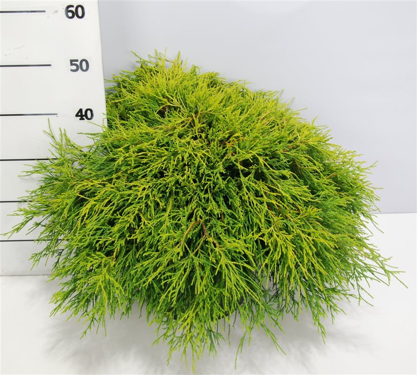 Ädelcypress – Chamaecyparis pisifera 'Sungold' - C12 50-60 cm.