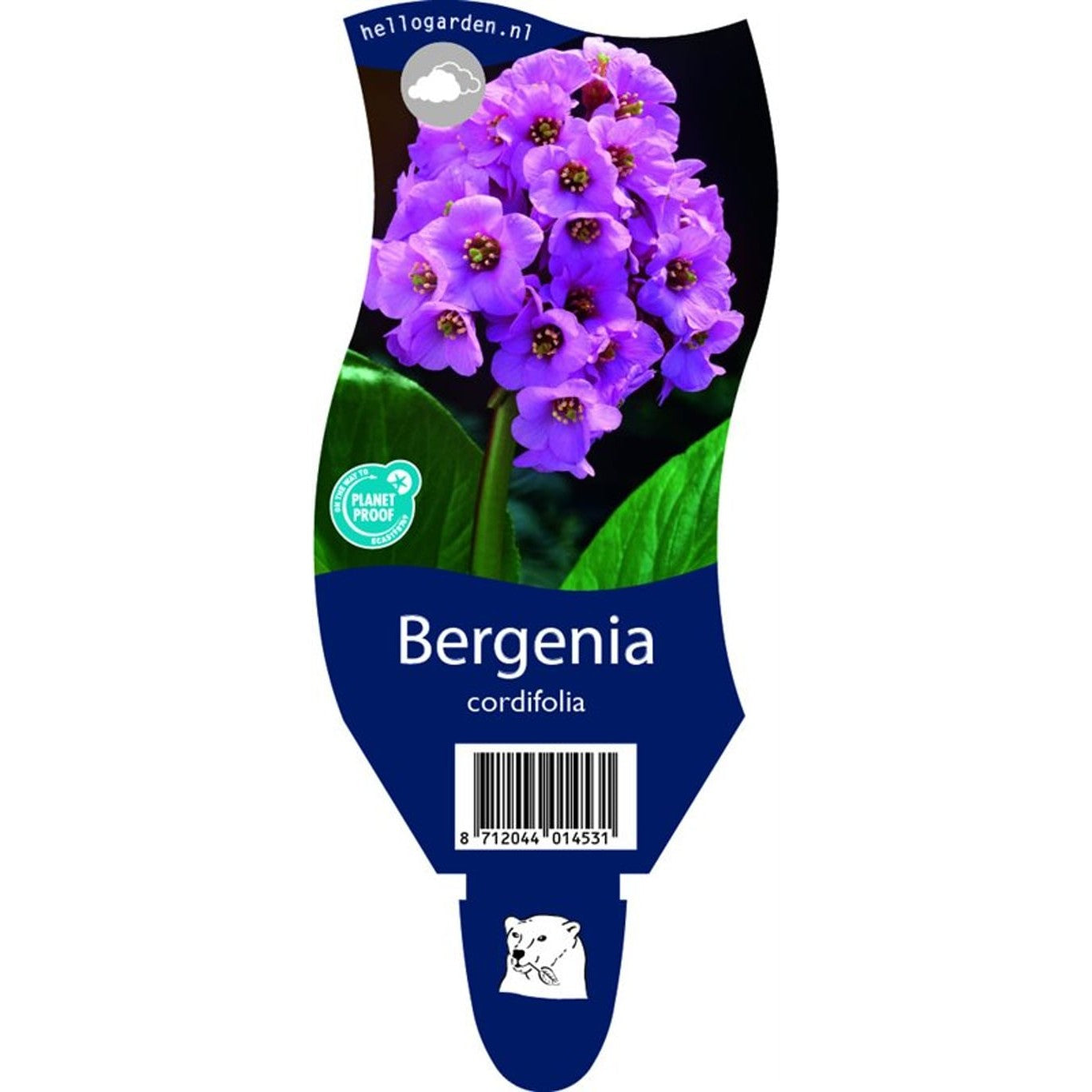 Hjärtbergenia – Bergenia cordifolia - P11
