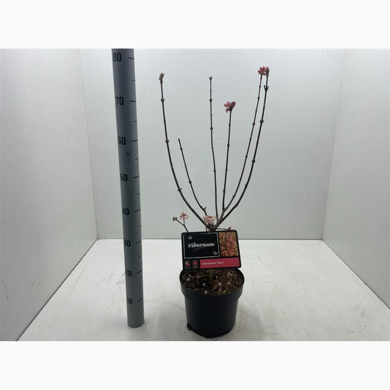 Hybridolvon – Viburnum bodnantense &