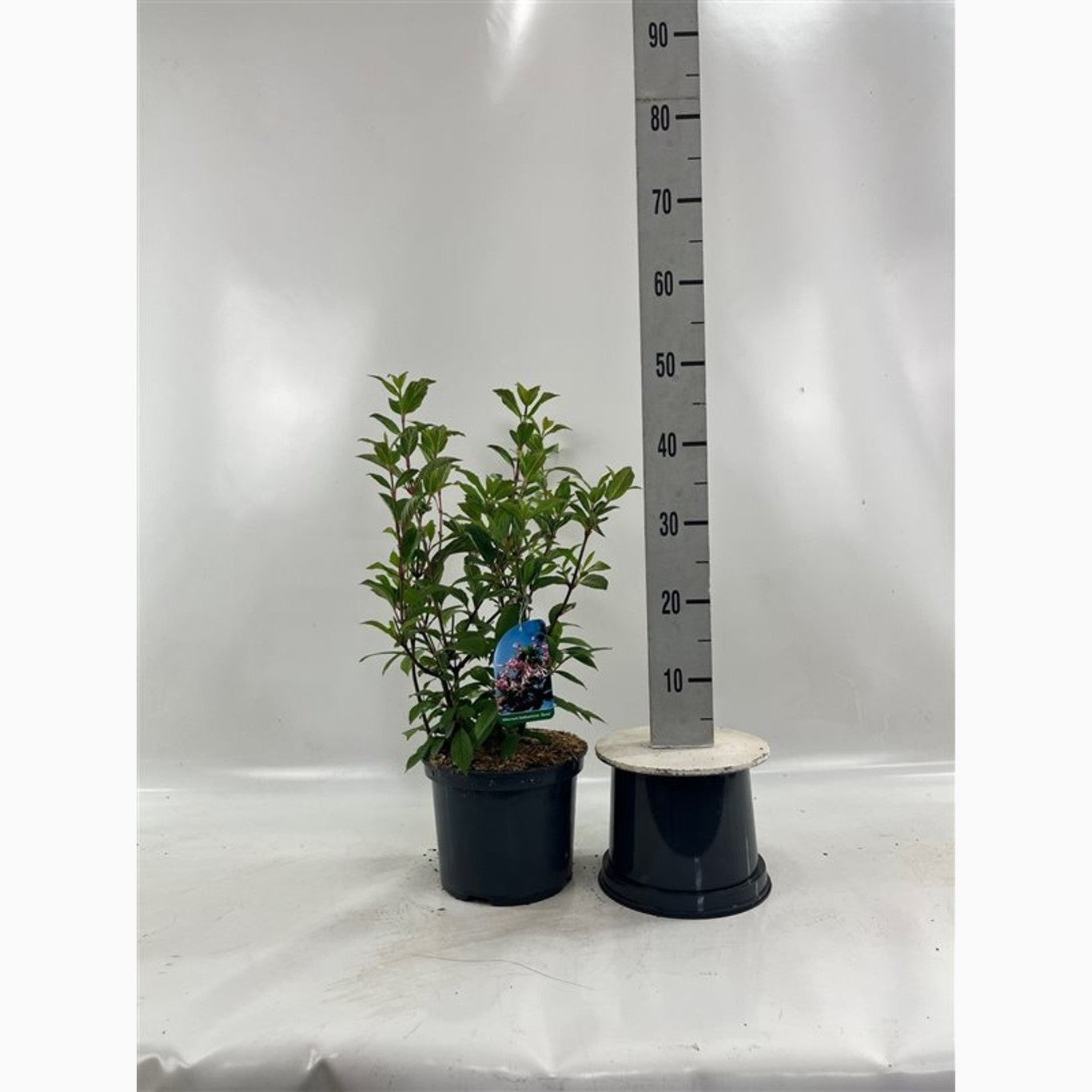 Hybridolvon – Viburnum bodnantense &