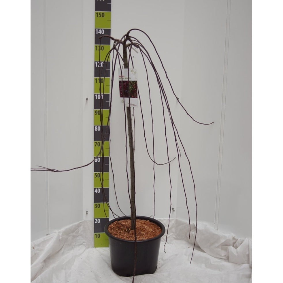 Äpple – Malus 'Red Baron' - 120 CM Stem C20