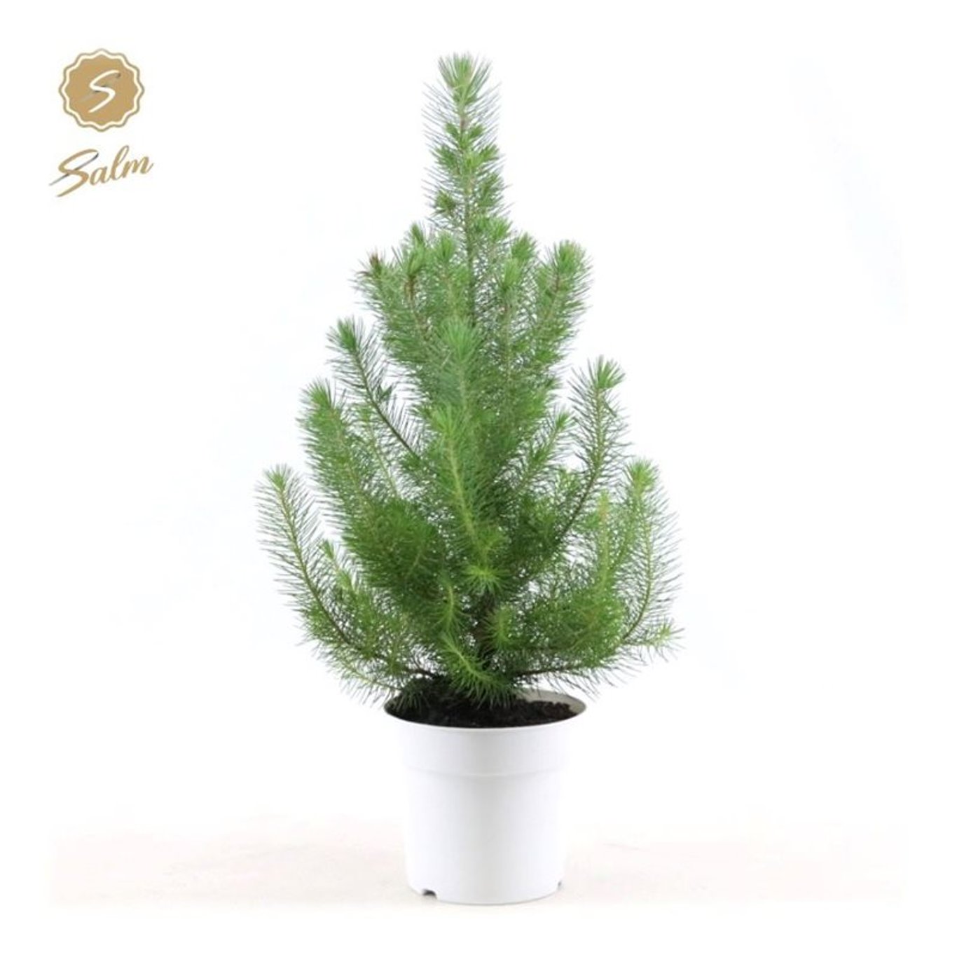 Stenfura – Pinus pinea 'Silver Crest' - C2 White pot