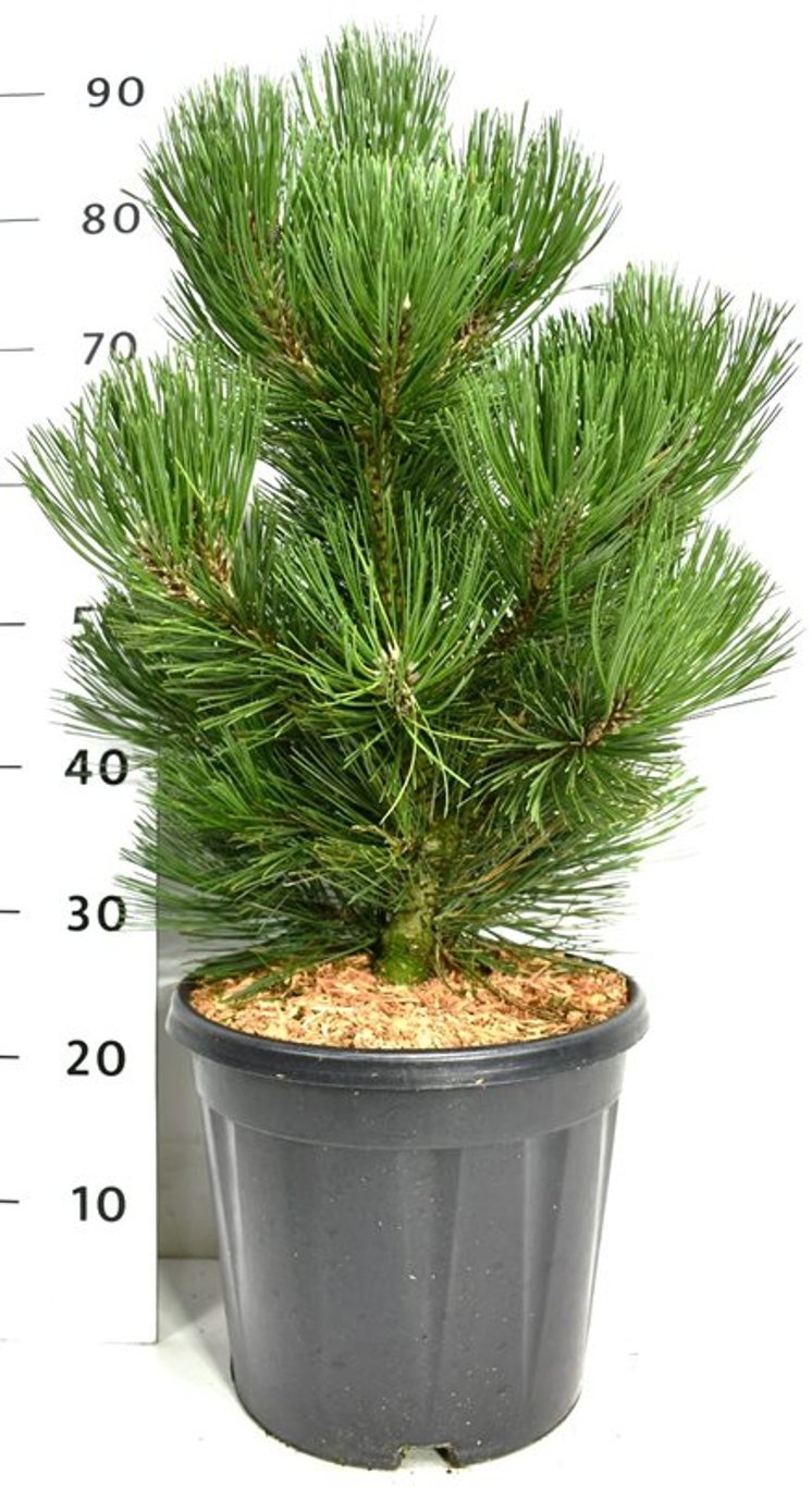 Balkantall – Pinus heldreichii &