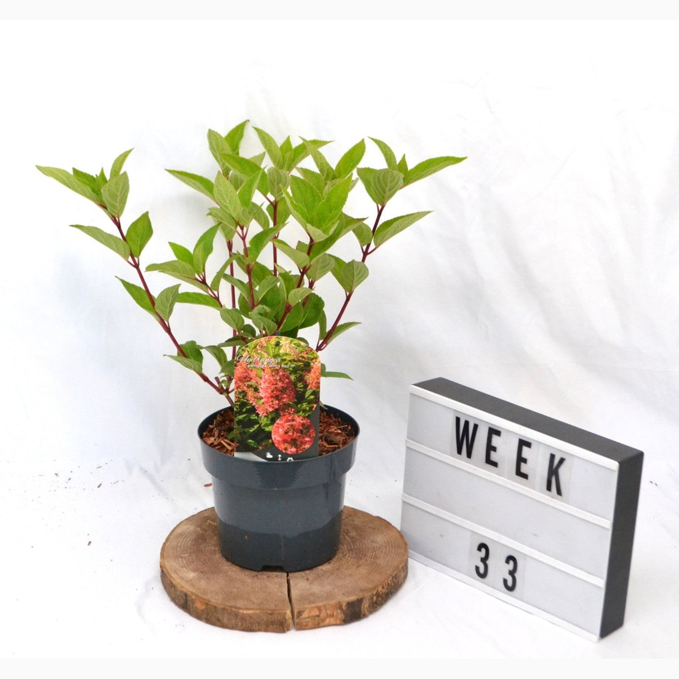 Syrenhortensia – Hydrangea paniculata 'Wim's Red' - C3 20-40 CM