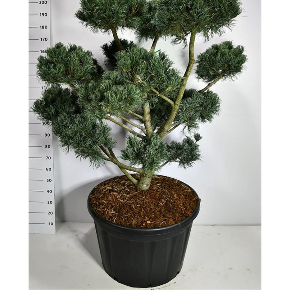 Japansk vittall – Pinus parviflora 'Glauca' - C230 125-150 cm. Bonsai