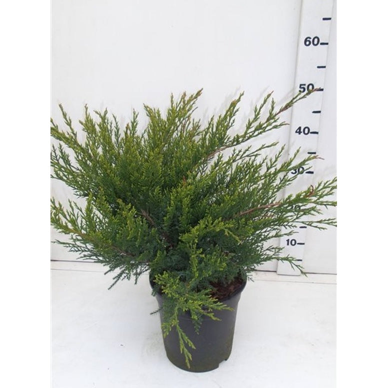 Pfitzer-en – Juniperus pfitzeriana 'Mint Julep' - C3 40-50 CM