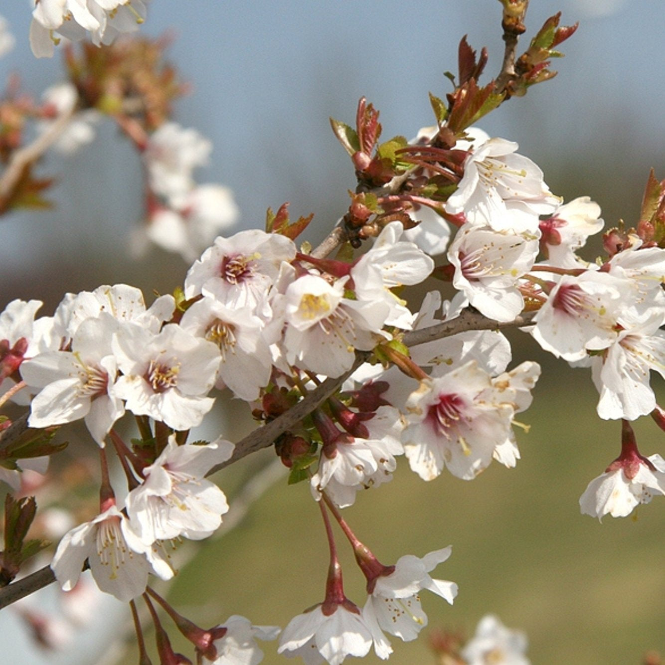 Japanskt körsbär – Prunus incisa 'Kojou-no-mai' - 100 CM Stem C10