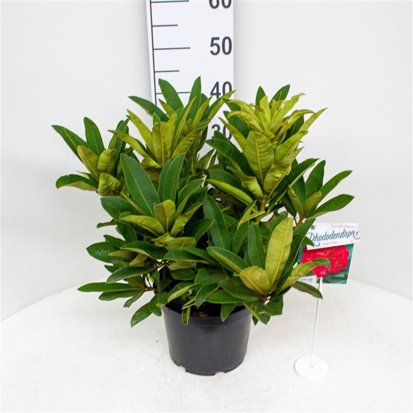 Rhododendron – Rhododendron &