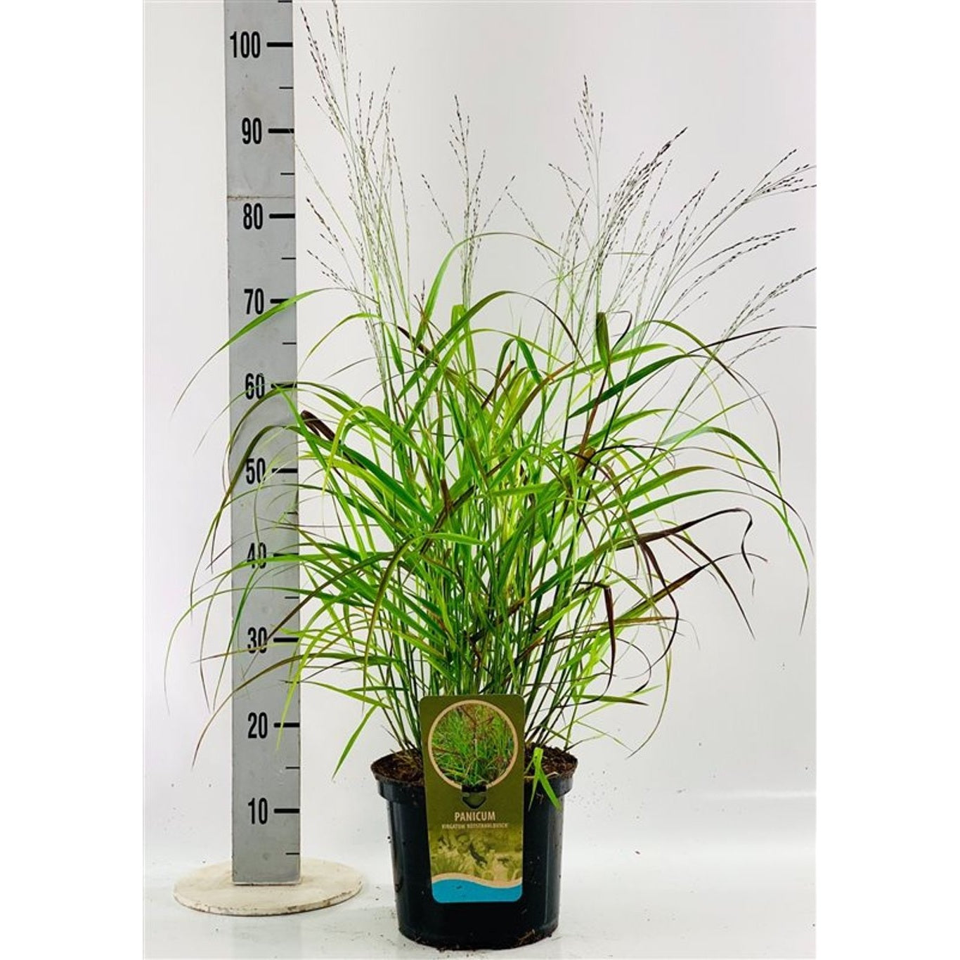 Präriestarr – Panicum virgatum 'Rotstrahlbusch' - C5