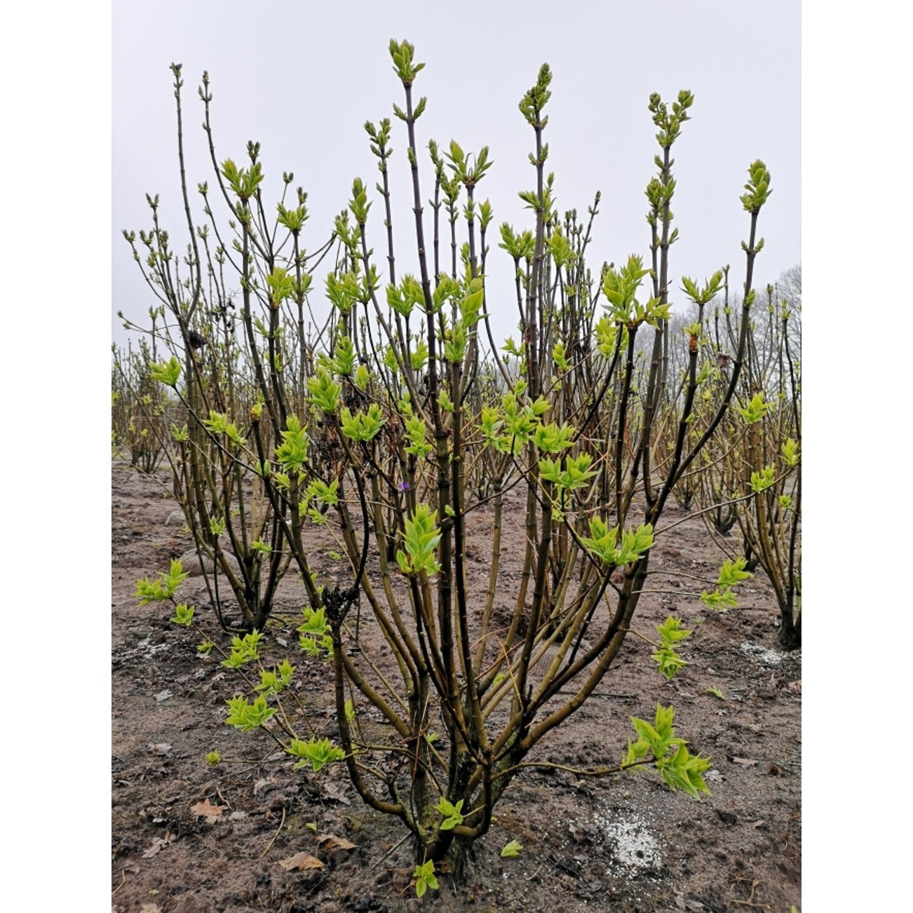 Syren (V); – Syringa vulgaris &