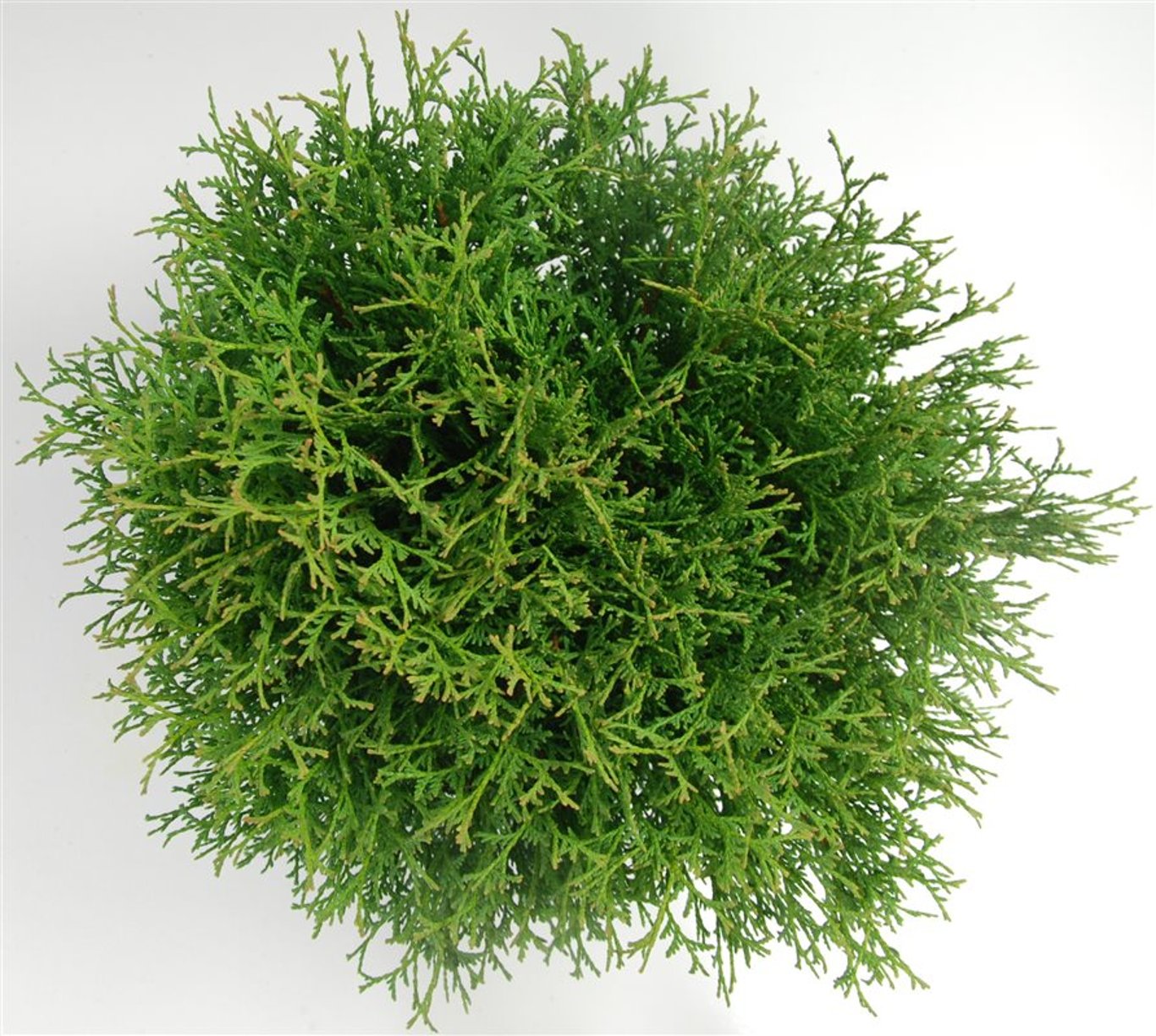 Thuja – Thuja occidentalis &