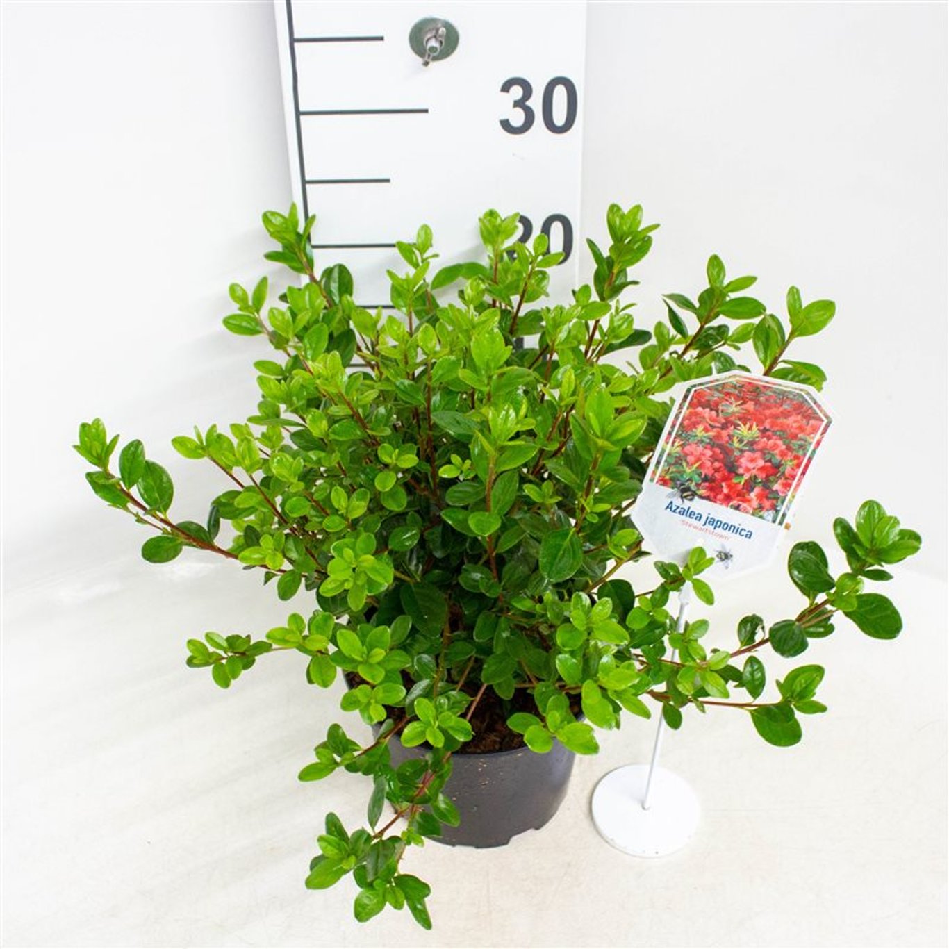 Rhododendron – Rhododendron (AJ); 'Stewartstonian' - C2 20-25 CM