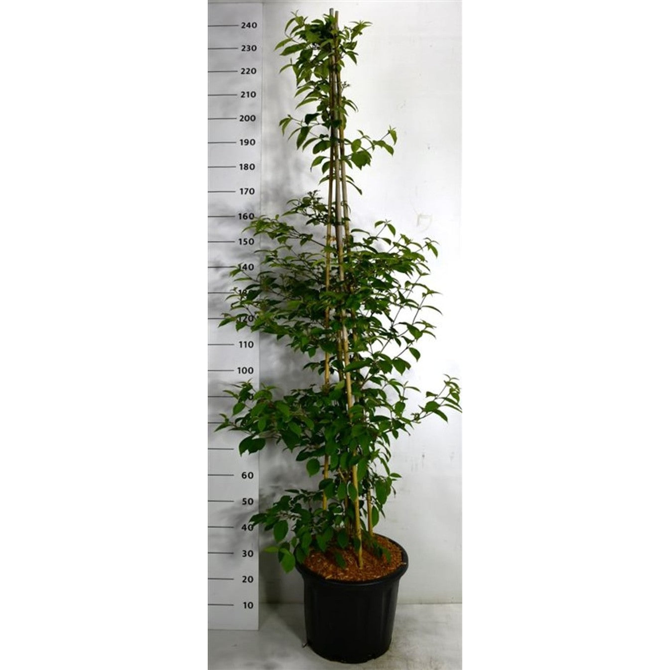 Japanskt olvon – Viburnum plicatum &