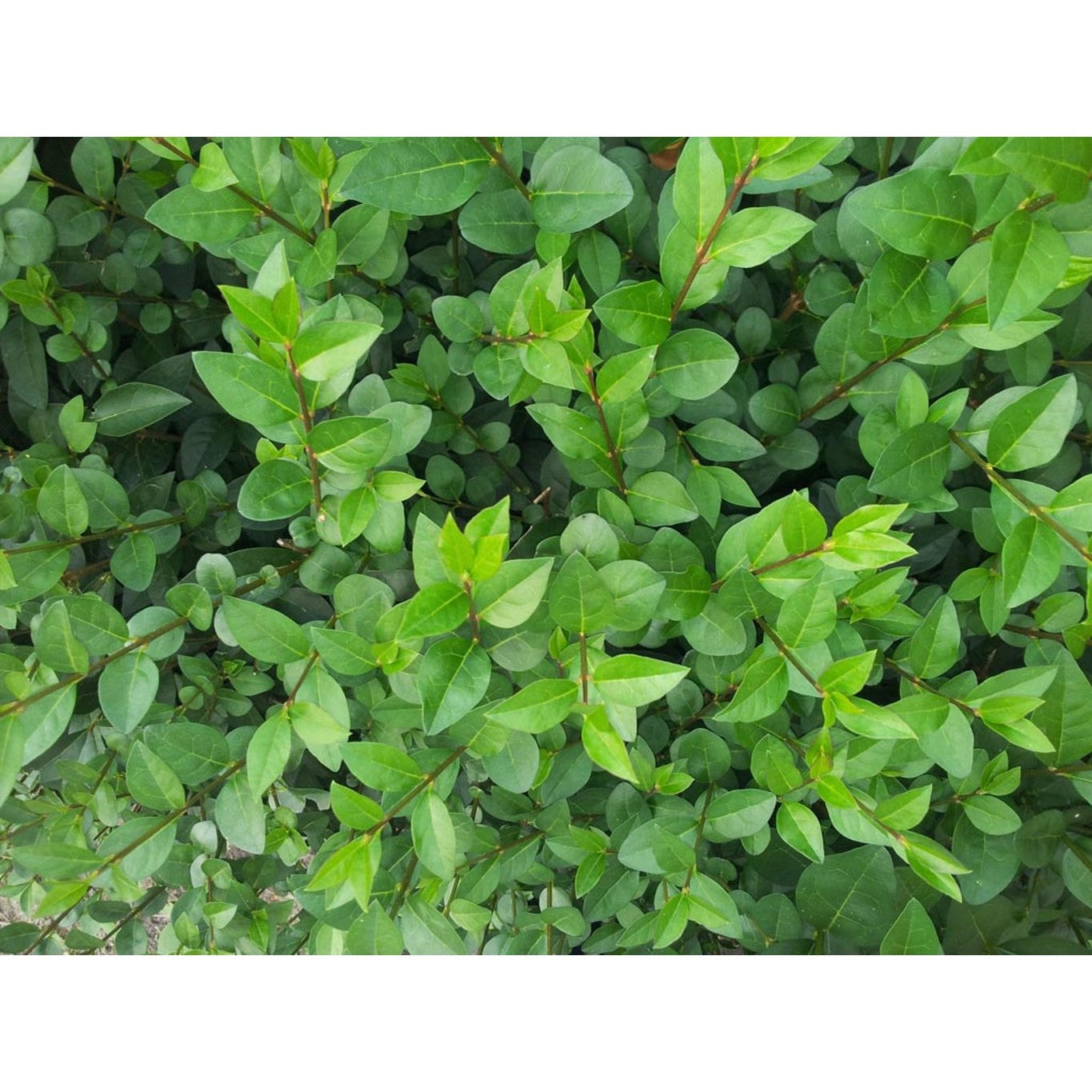 Liguster – Ligustrum ovalifolium - 100-120 CM bare root 0/2 2-3 branche