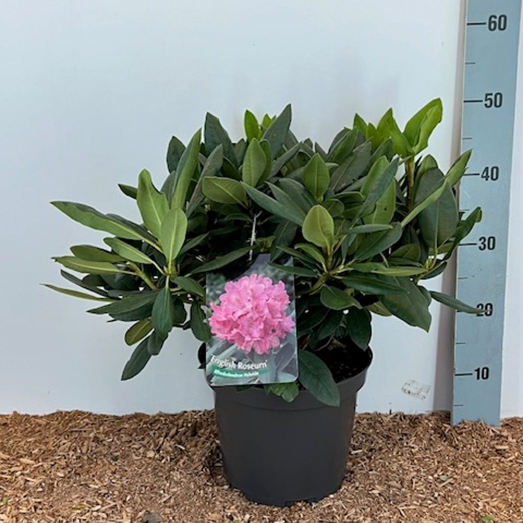 Rhododendron – Rhododendron 'English Roseum' - C5 40-50 CM