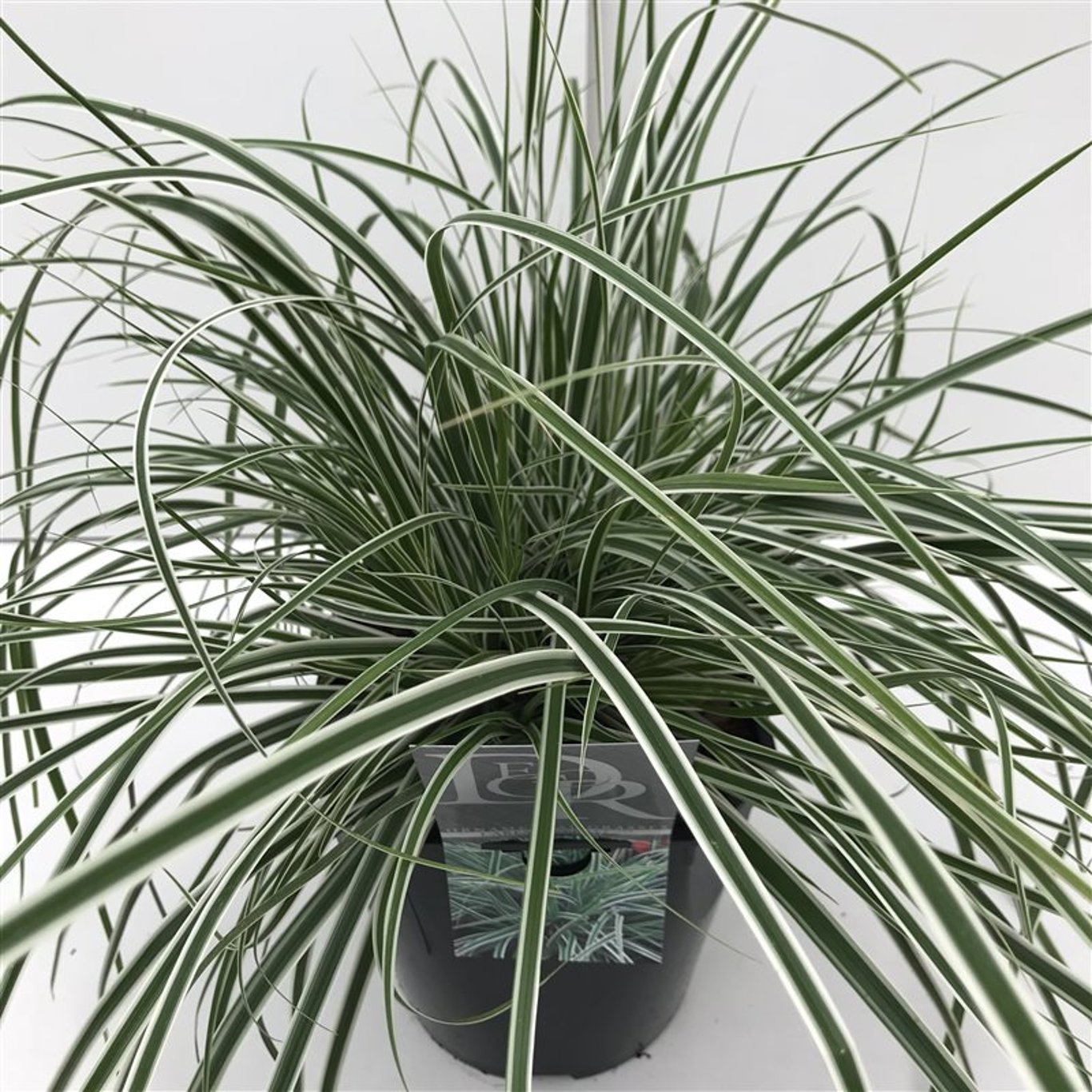 Starr – Carex oshimensis 'Everest' - C5