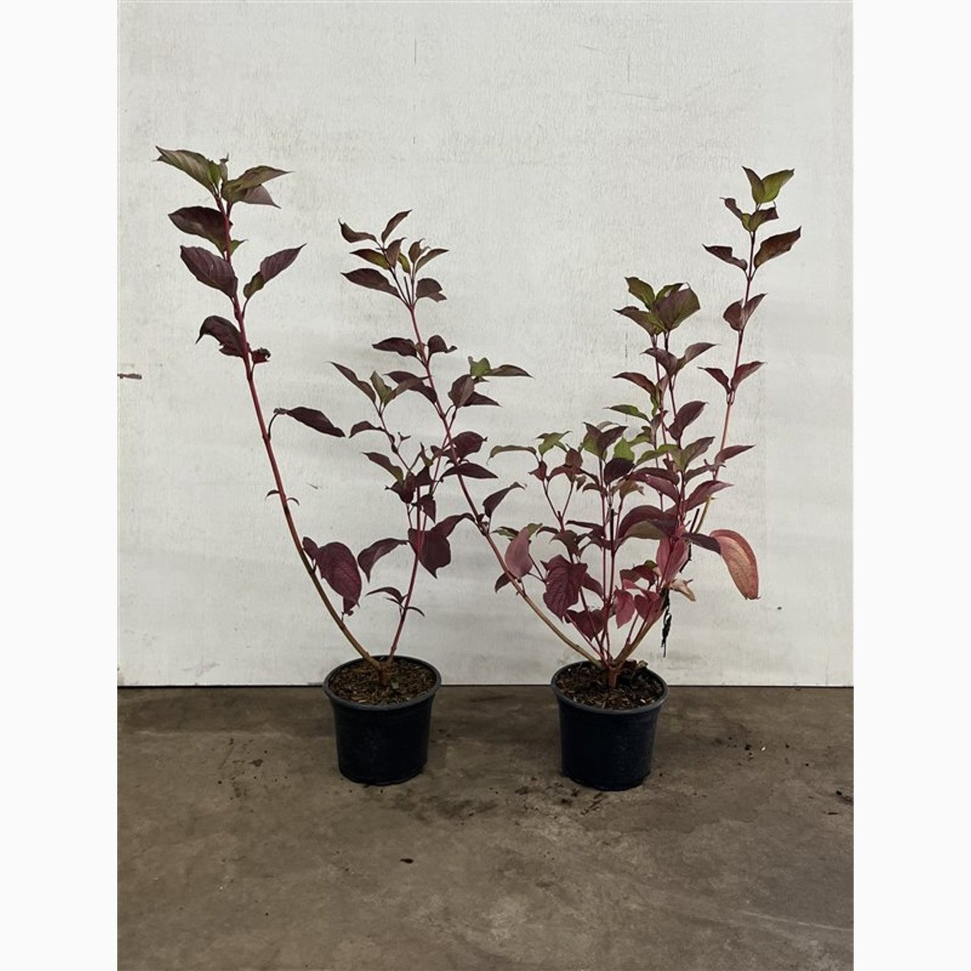 Kornell – Cornus alba 'Sibirica' - C2 40-60 CM