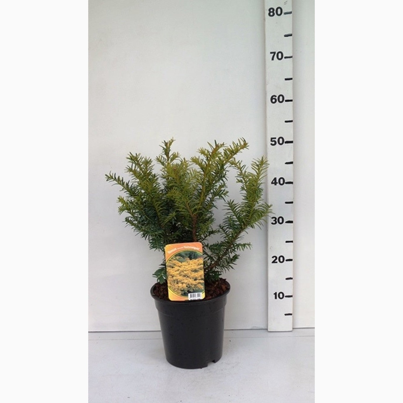 Idegran – Taxus baccata 'Summergold' - C3 25-30 CM