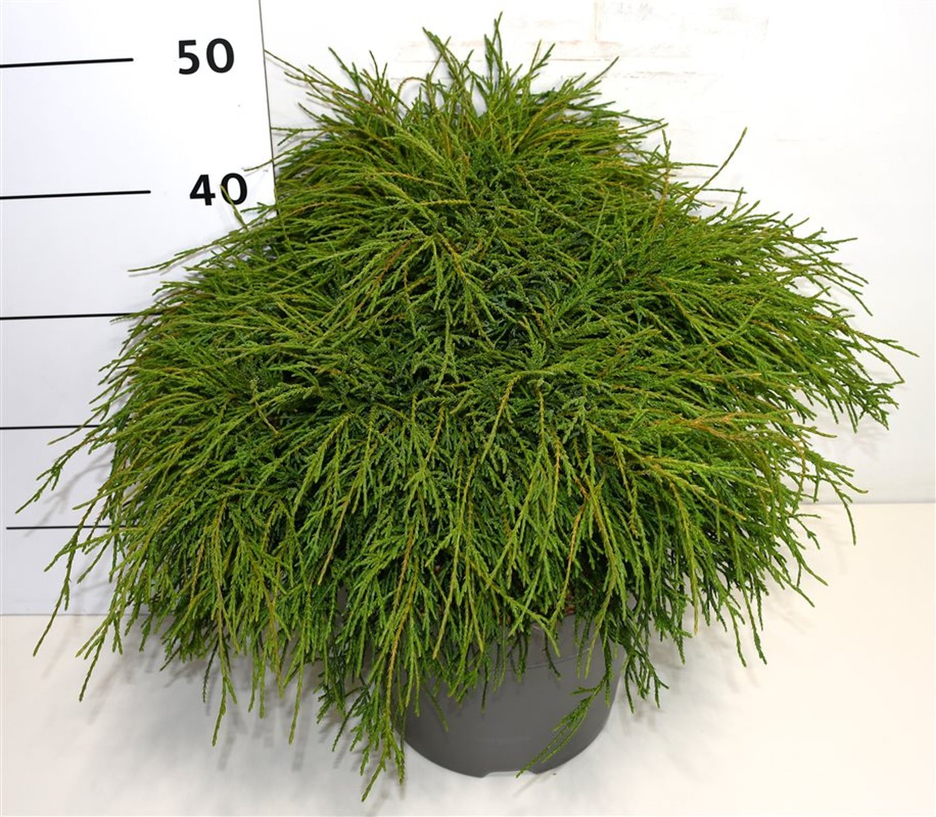 Ädelcypress – Chamaecyparis pisifera &