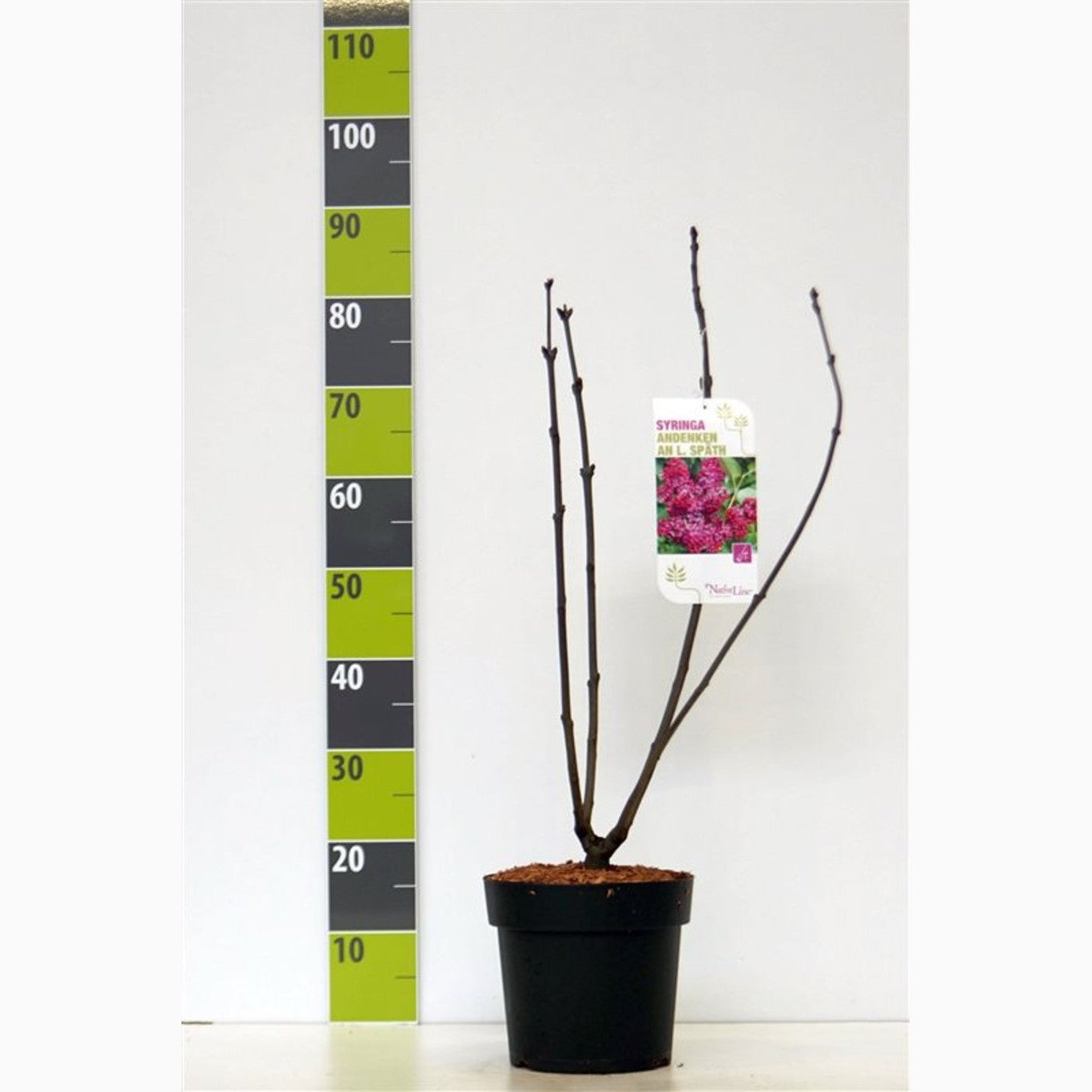 Syren (V); – Syringa vulgaris 'Anden an Ludwig Späth' - C4,6 50-60 CM