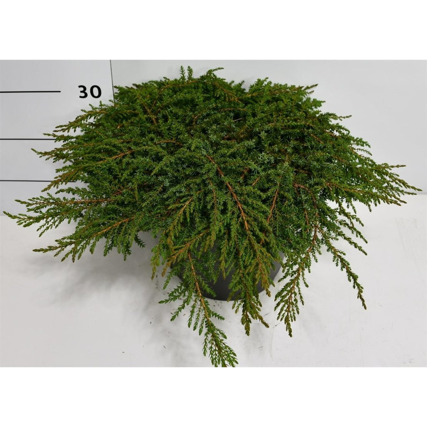 En – Juniperus communis &