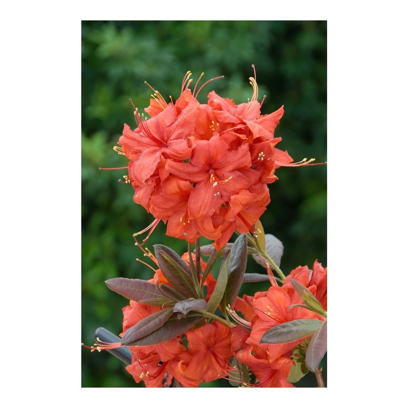 Rhododendron – Rhododendron (AK); 'Balzac' - C5 40-50 CM