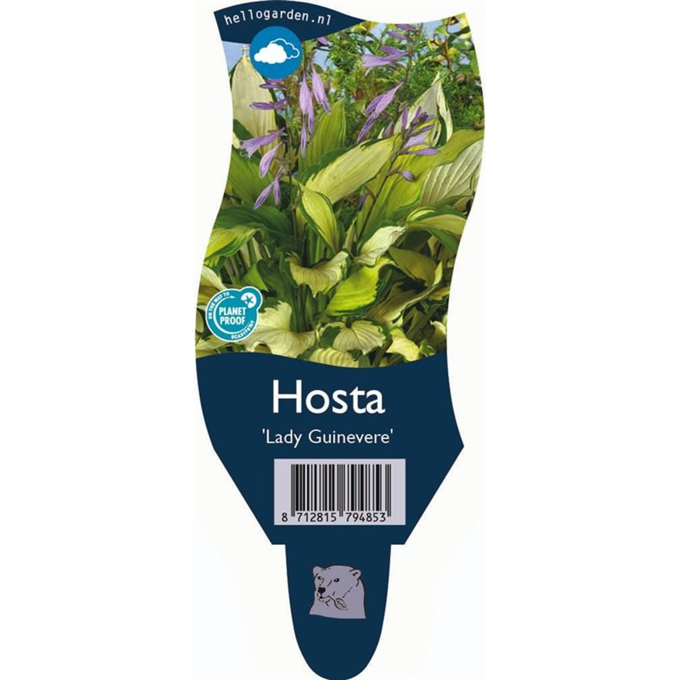 Funkia – Hosta &