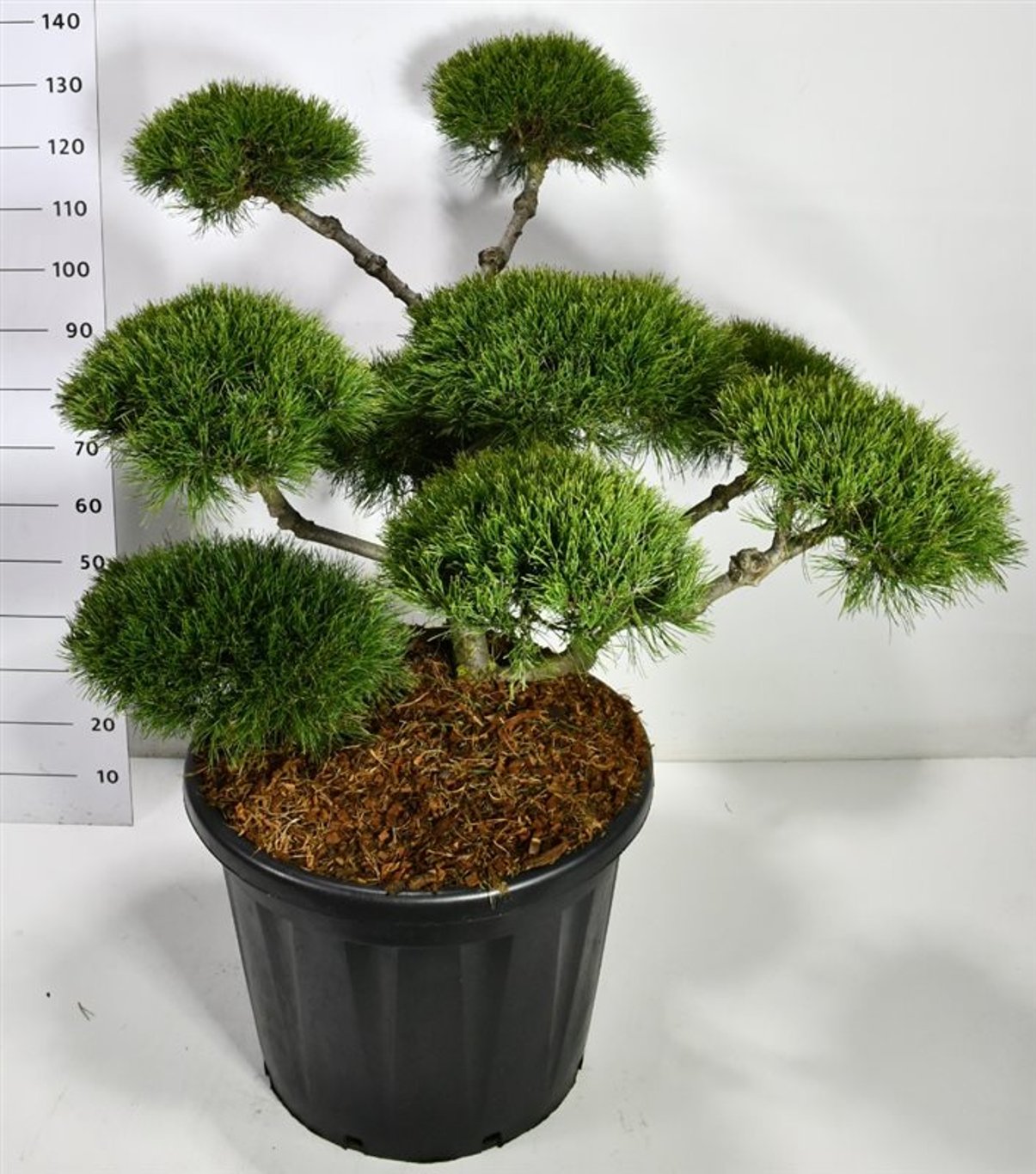 Bergtall – Pinus mugo &