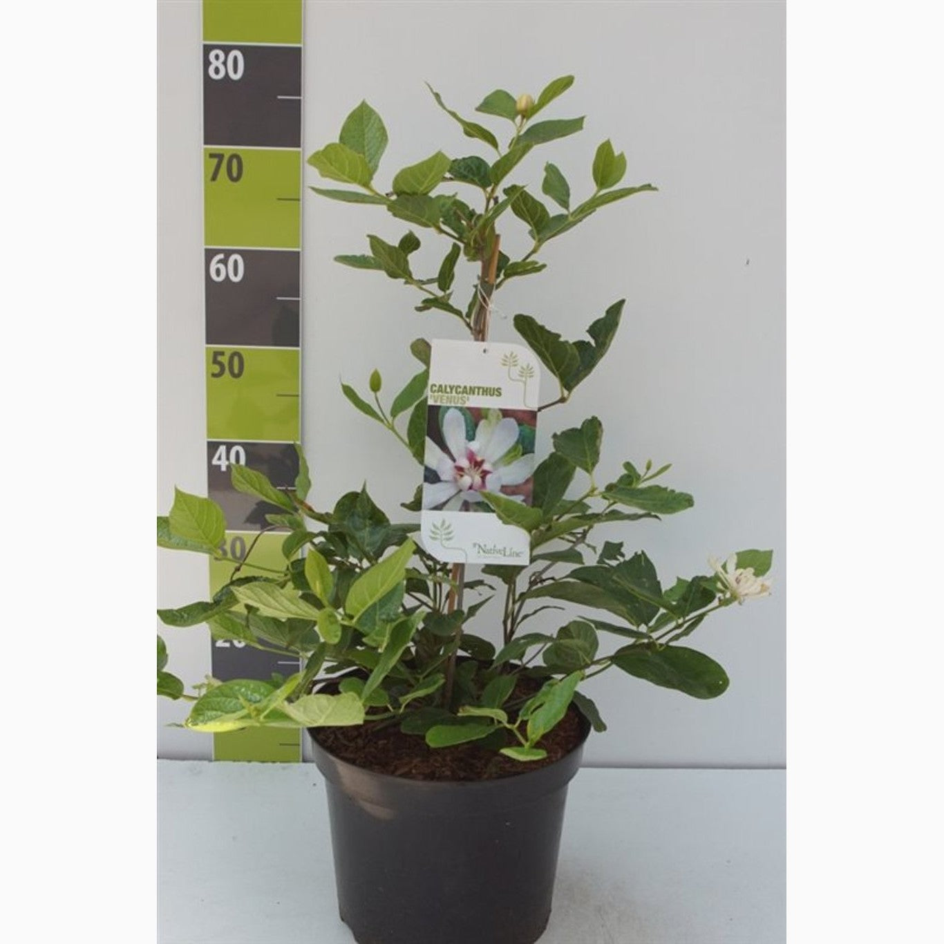 Kryddbuske – Calycanthus 'Venus' - C7.5 60-80 CM