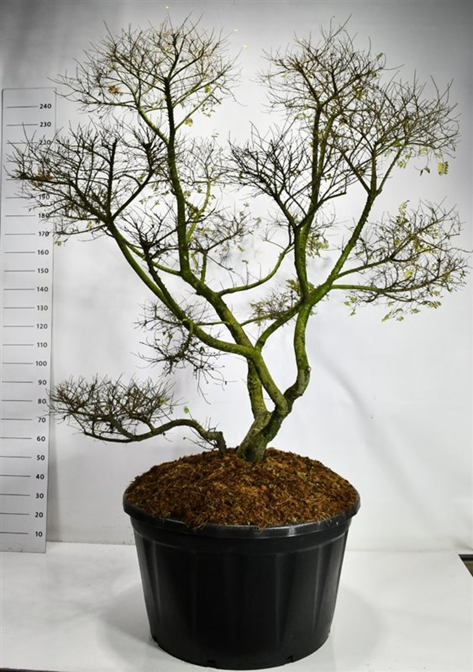 Alm – Ulmus &