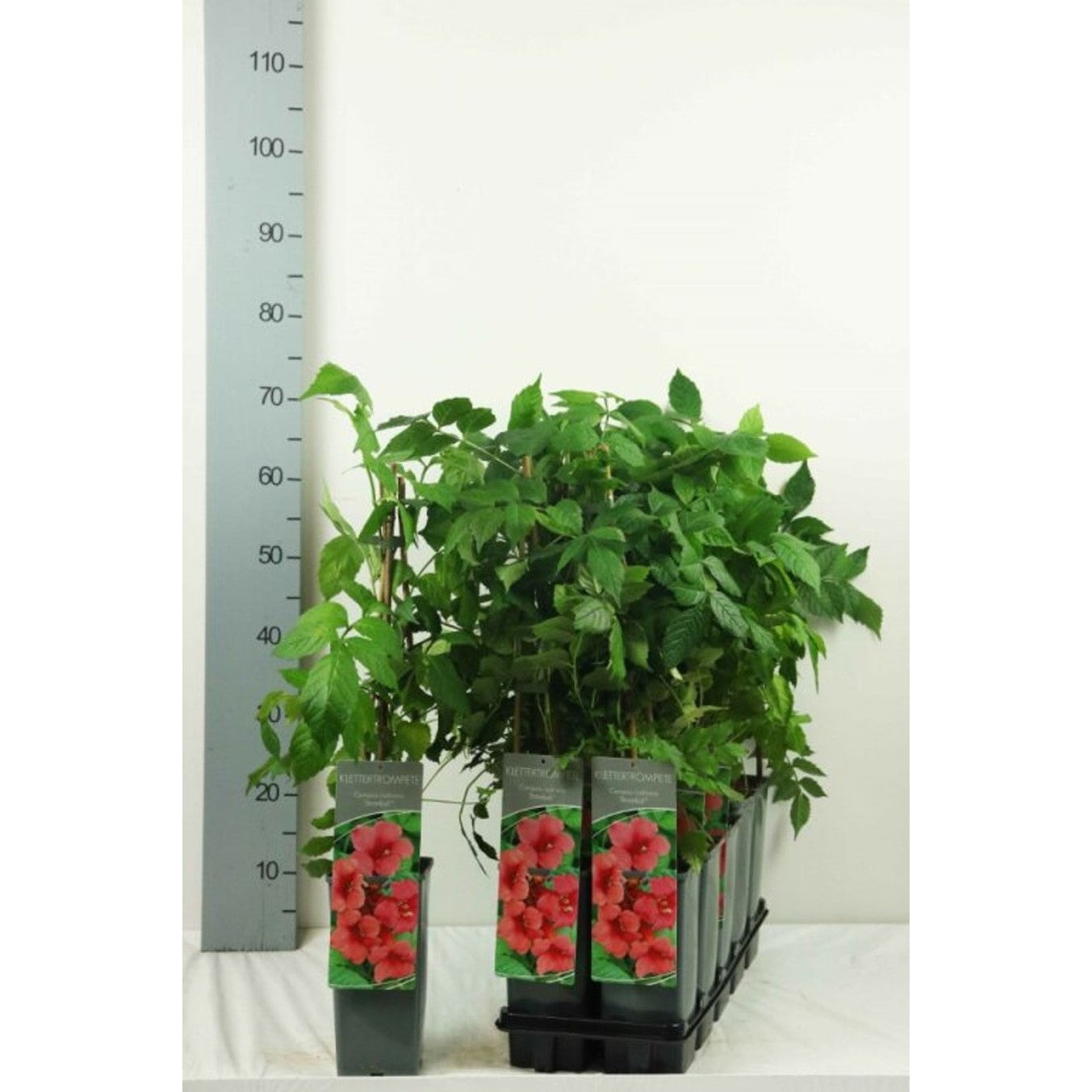 Trumpetranka – Campsis radicans 'Stromboli' - C2 50-60 CM 3 Stick